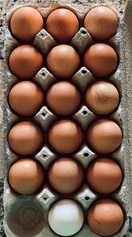 /assets/img_gallery_thumb/EGGS.jpg